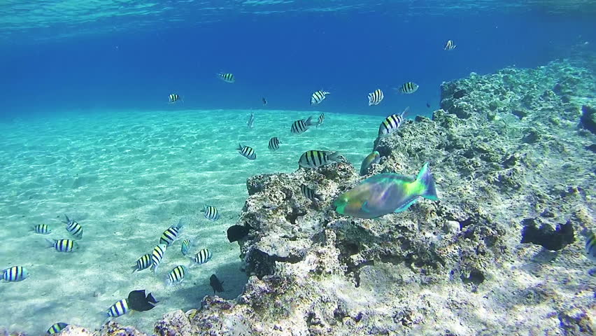 Underwater reefs in the Red Sea.jpg