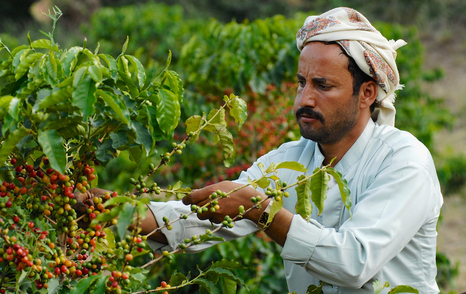 Farmer collects arabica coffee beans at the plantation in Taizz, Yemen.