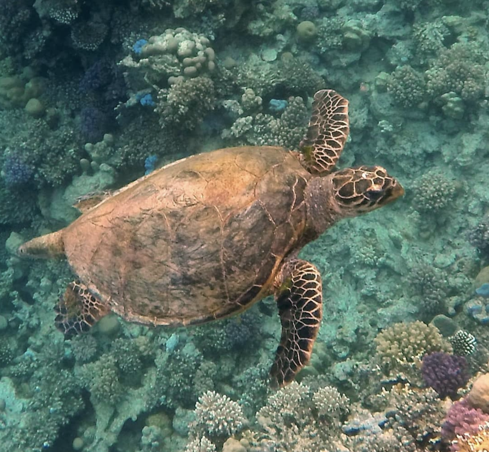 sea turtle, Soma Bay