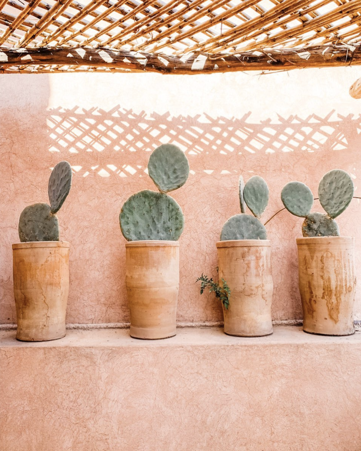 Cacti Morocco