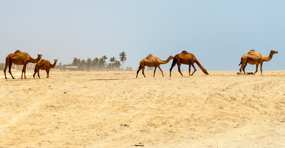 camels on the beach, Salalah