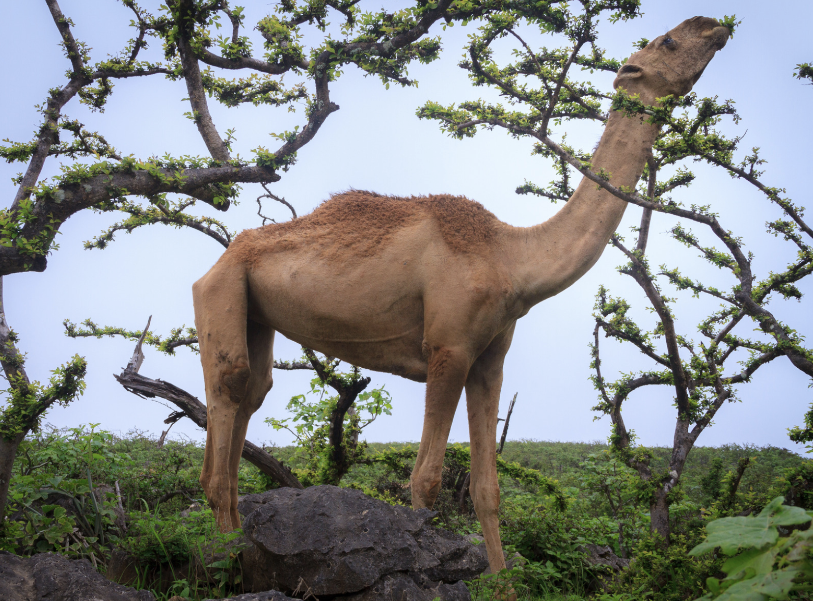 mountain camel dhofar khareed